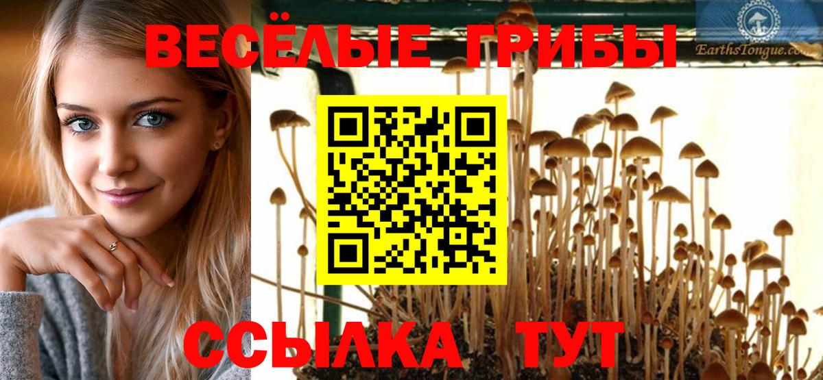 Галлюциногенные грибы Psilocybe  Волжск  Галлюциногенные грибы Cubensis 